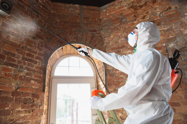 Excelsior Springs, MO Mold Removal Company