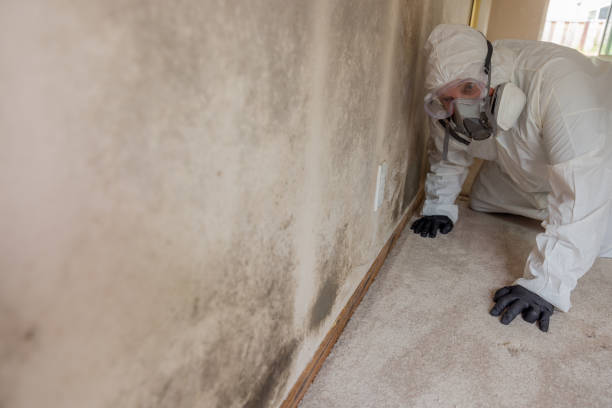 Why You Should Choose Our Mold Remediation Services in Excelsior Springs, MO